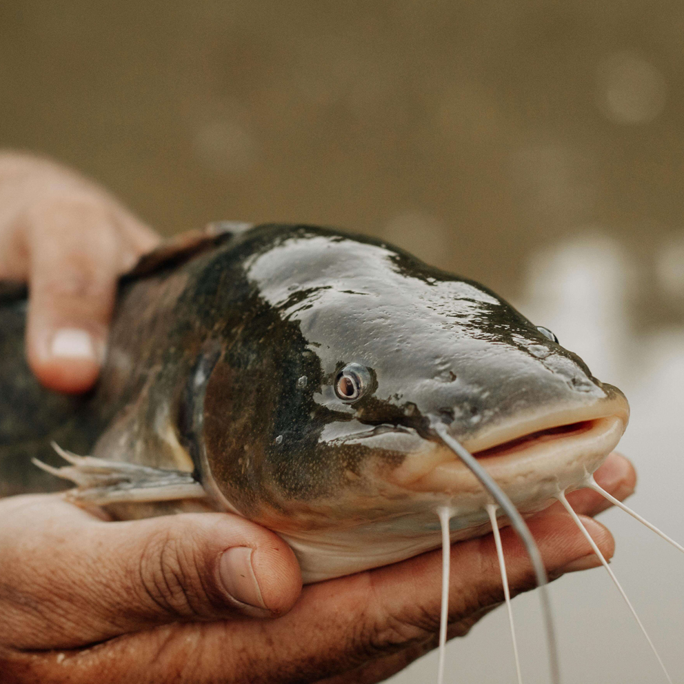 PREO Global fresh catfish farm